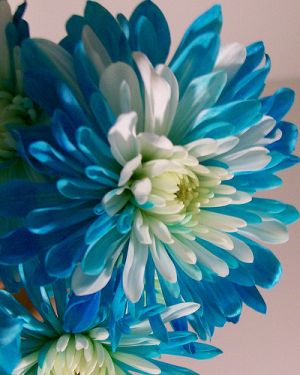 Blue and white photos - blue and white lusciousness2.jpg